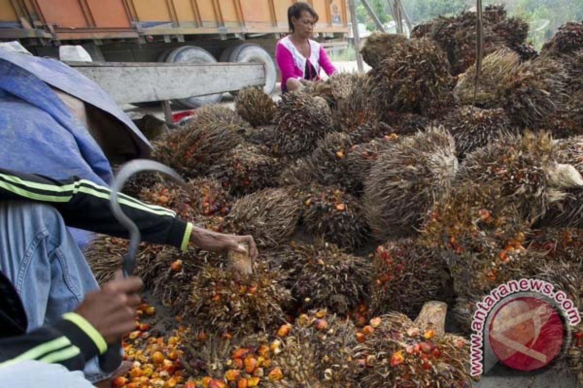 Anomali cuaca turunkan produksi sawit 20 persen