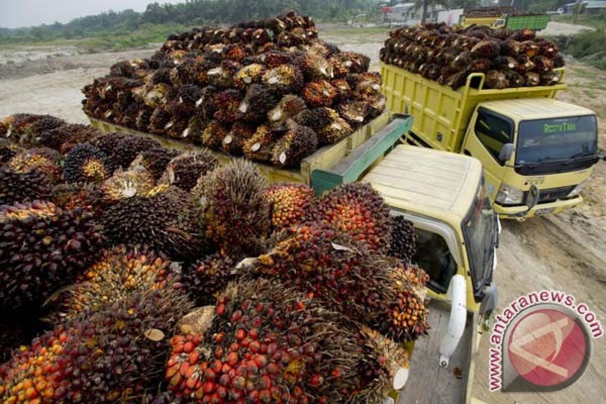 Produksi minyak sawit tahun depan 31,5 juta ton