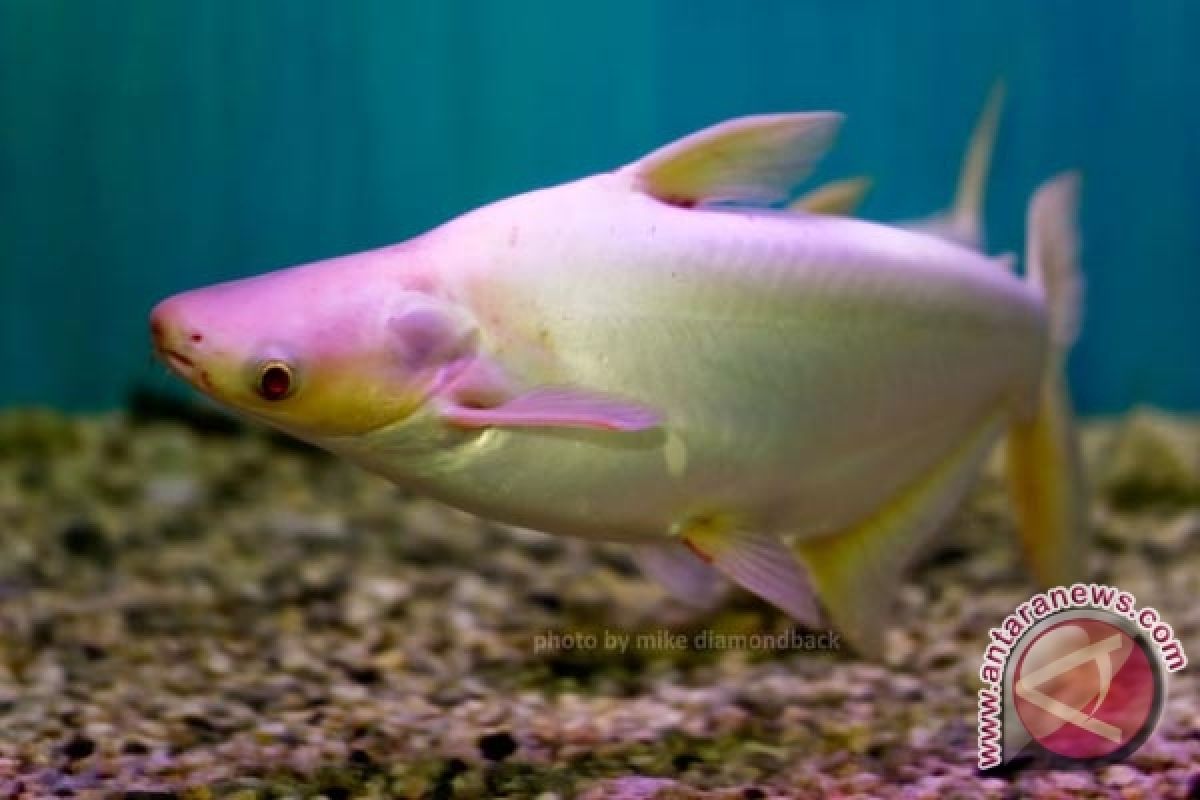 Budi daya ikan patin albino lebih menguntungkan 