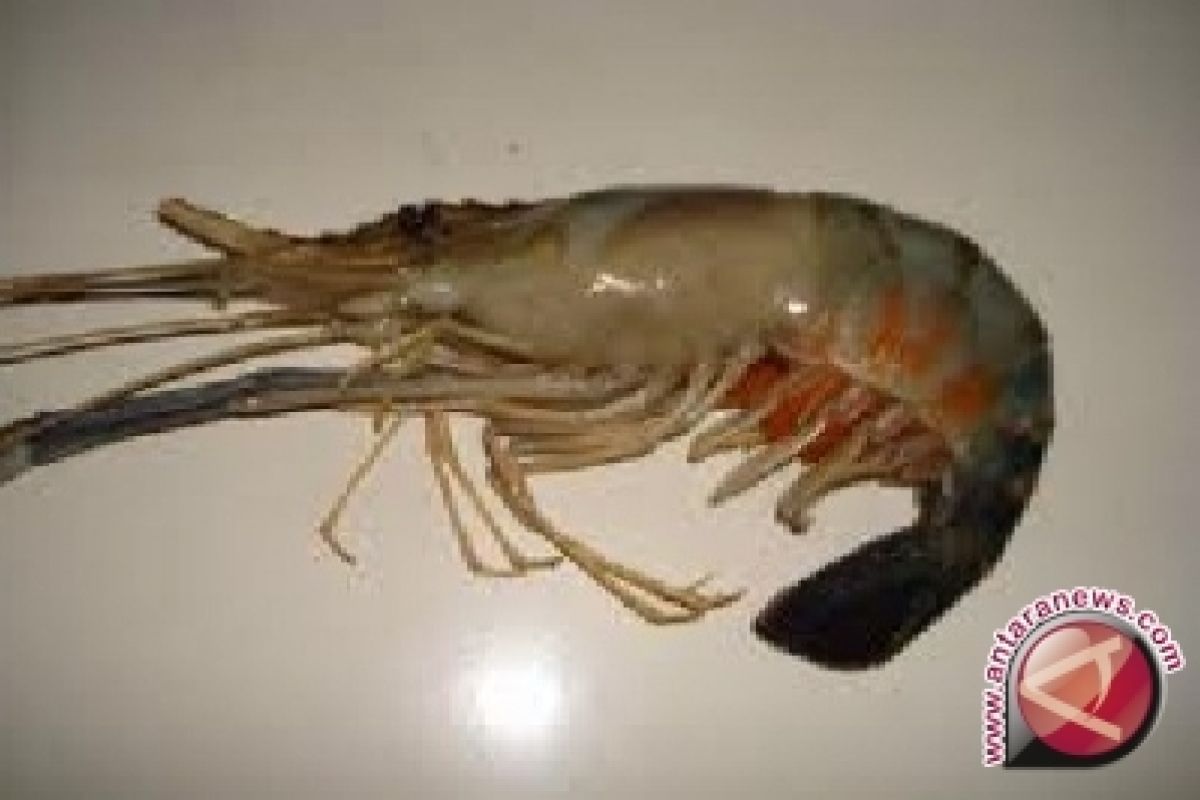 Pemkab Dorong Warga Budi Daya Udang Galah