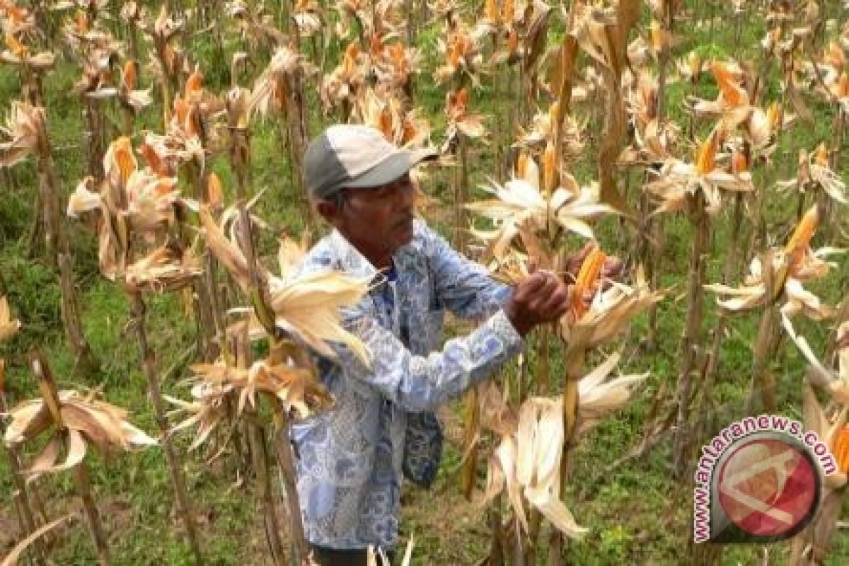 Barito Utara Siapkan Lahan Jagung di 9 Kecamatan