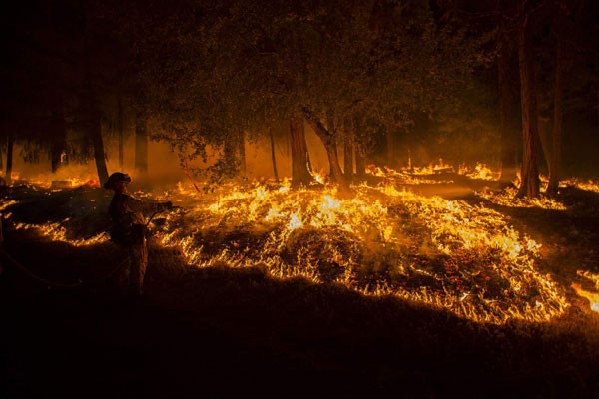 Portugal kerahkan 2.000 petugas untuk atasi kebakaran hutan