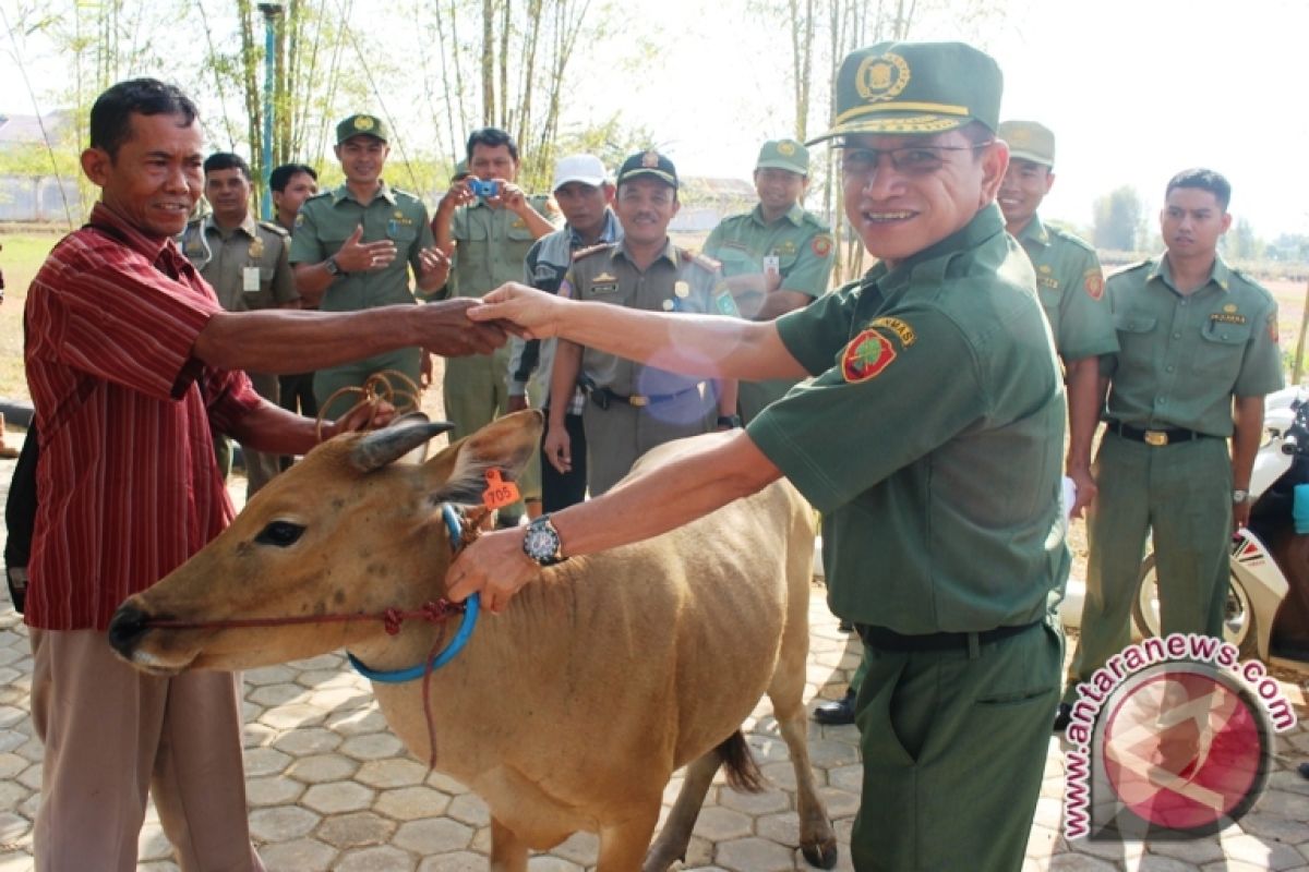 Pemkab Kembali Salurkan Bantuan Bibit Sapi 