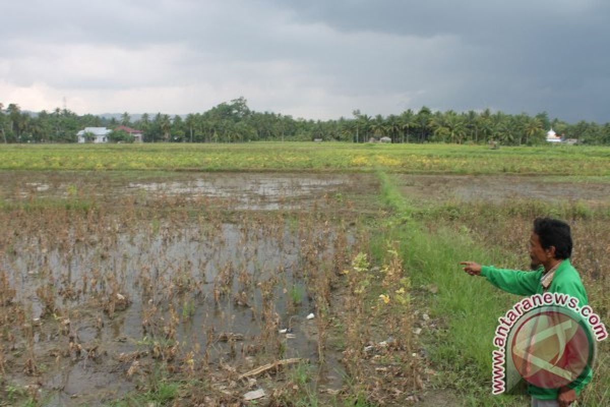 Program Kedelai 1.500 Ha di Bireuen Gagal 