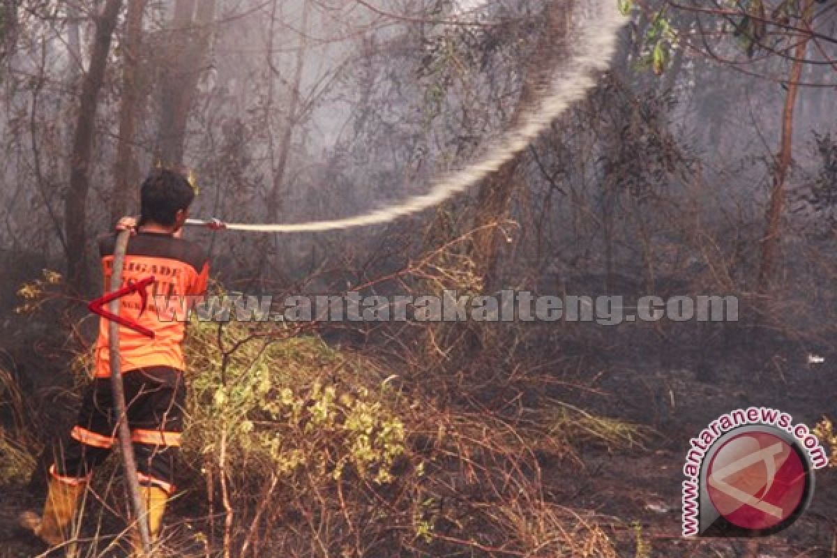 Ratusan Pohon Karet Dan Jelutung Hangus Terbakar 