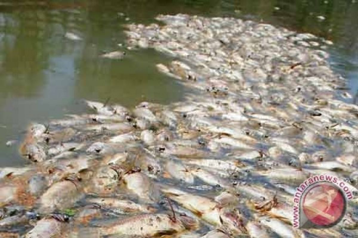 Ribuan Ikan di Waduk Kedung Ombo Mati