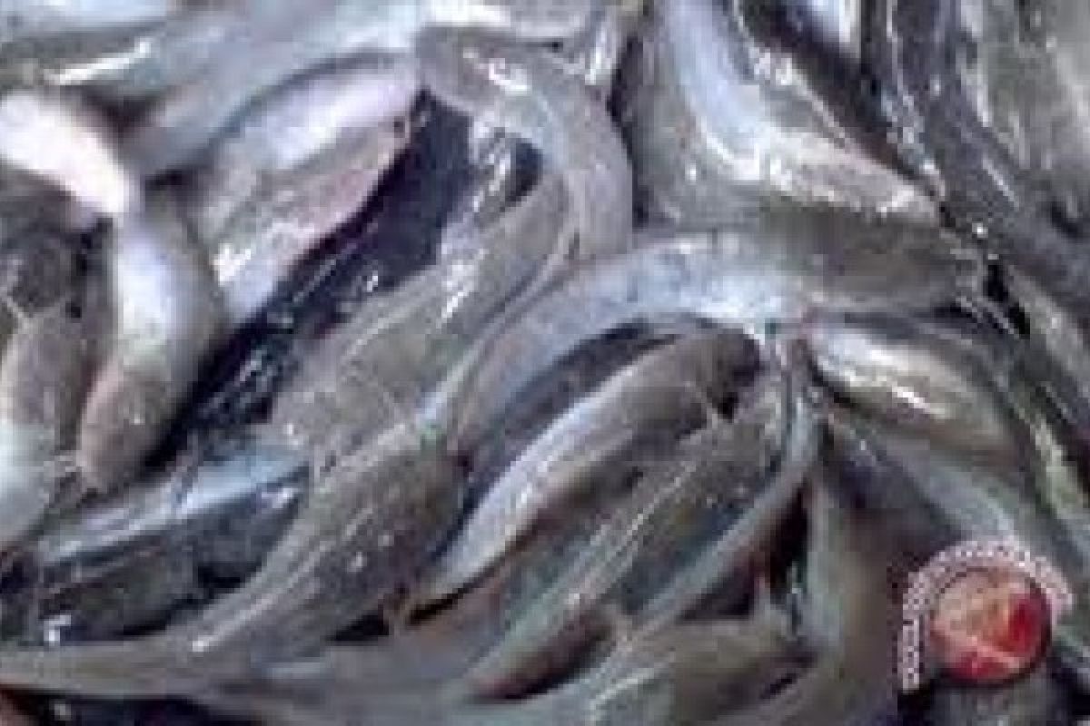 Rp2,85 Miliar untuk Pengembangan Tambak Ikan Lele