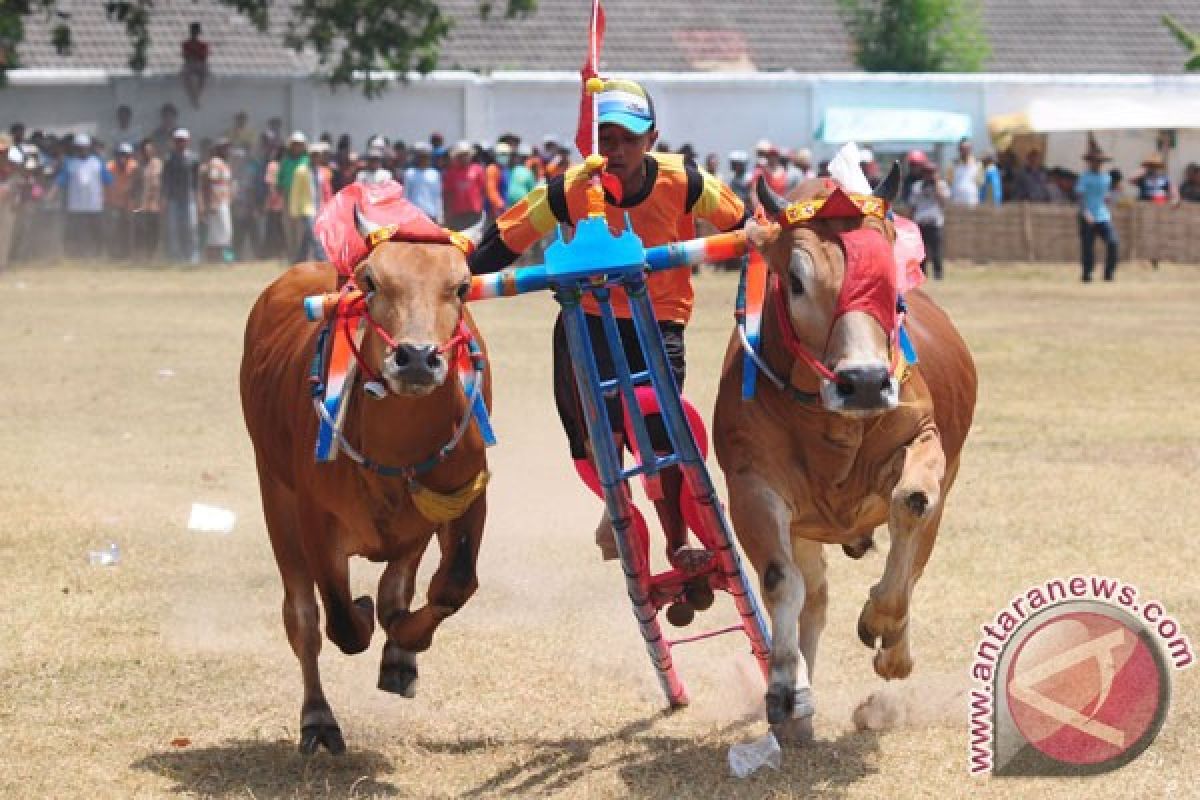 24 pasang sapi Madura berebut Piala Presiden