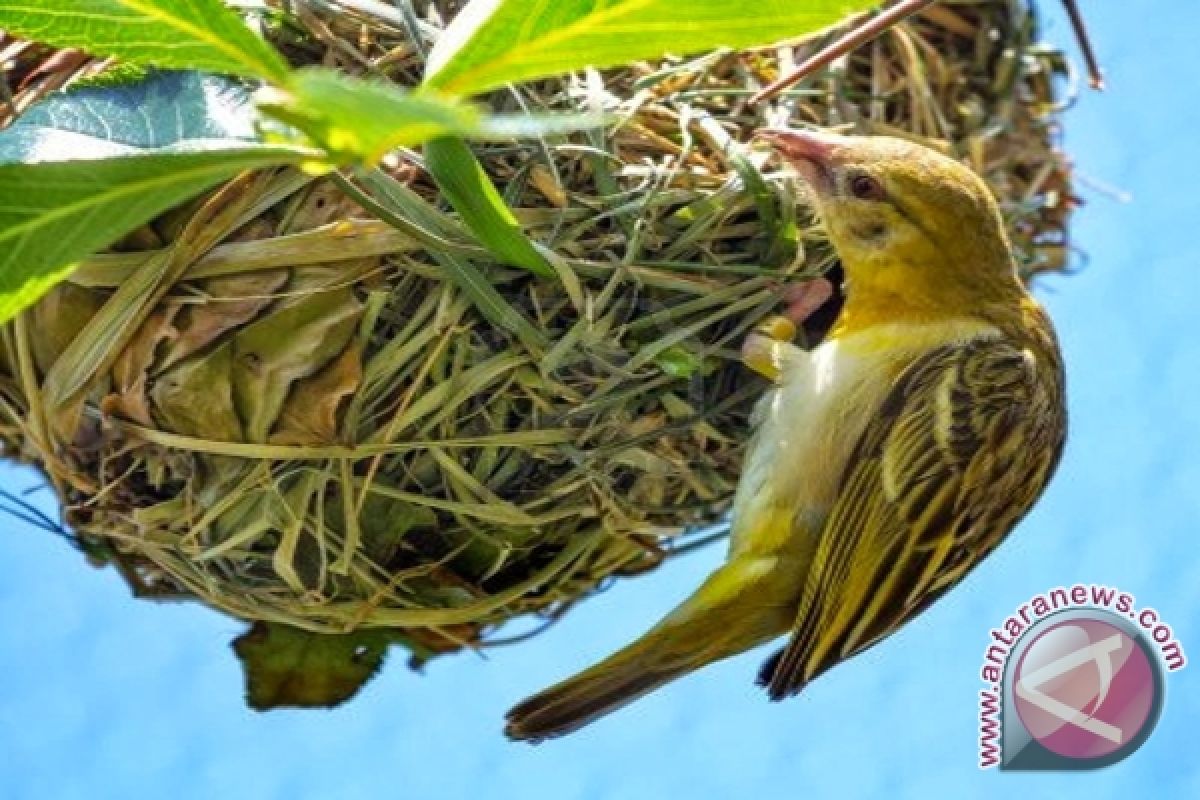 Manyar Bird Now Living In South Kalimantan