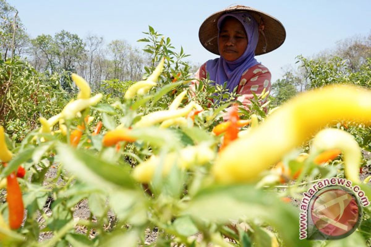 Petani Tulungagung apresiasi positif kenaikan harga cabai