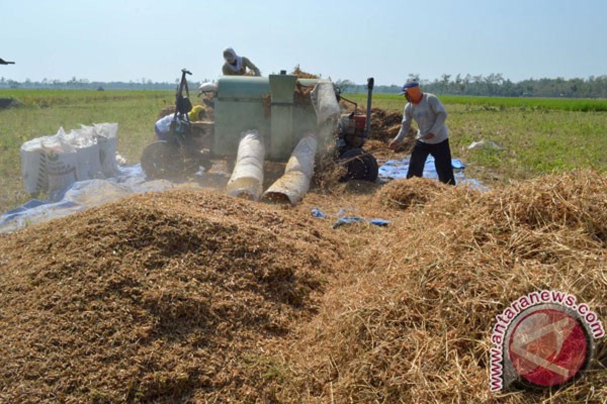 Petani Bantul optimistis produktivitas panen kedelai naik