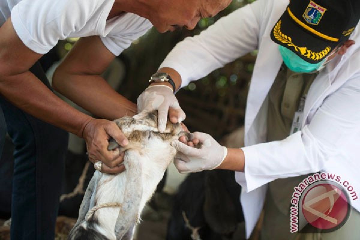Ditemukan 15 hewan kurban tidak layak dijual di Jakarta Timur