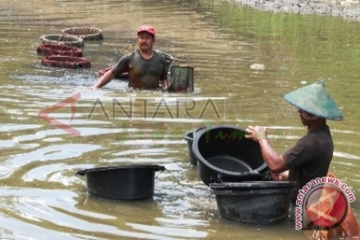 Budi Daya Cacing Sutra Kurang Diminati