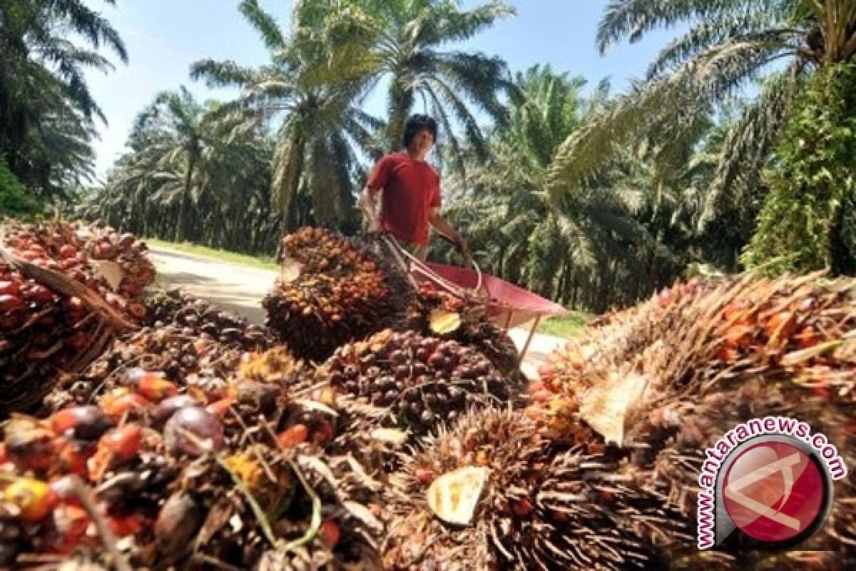 Haruskah Petani Sawit Terus Menjerit?