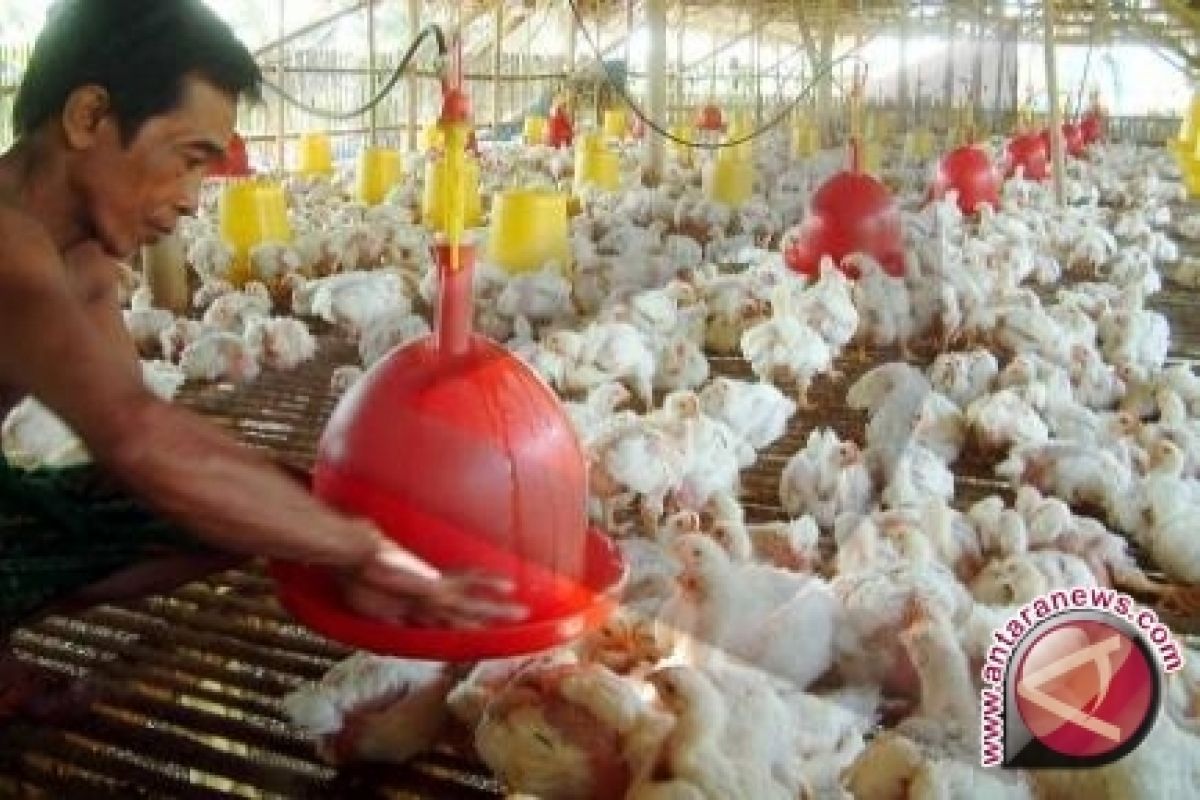 Pemerintah Dirikan Peternakan Ayam Modern