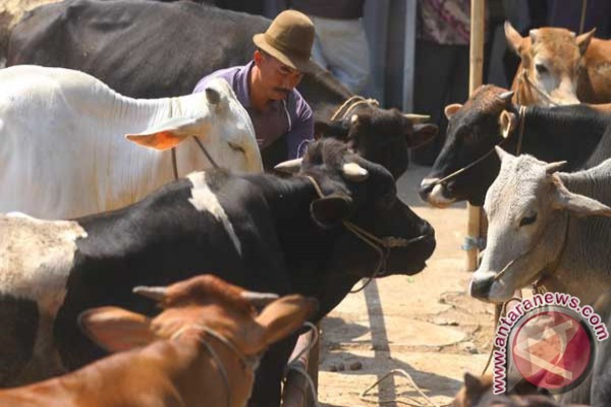 Legislator sedekahlan kurban sapi sambut Idul Adha