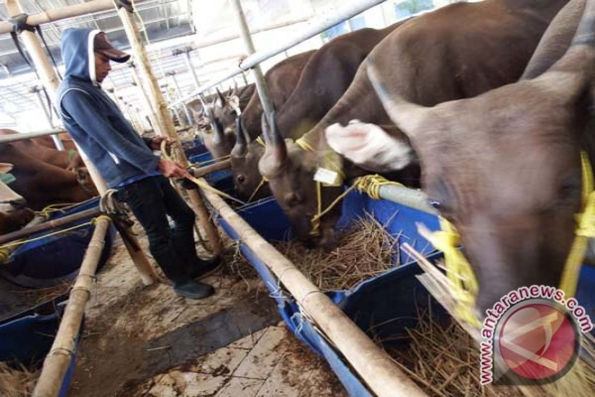 Meski harga sapi kurban naik, permintaan meningkat 20 persen