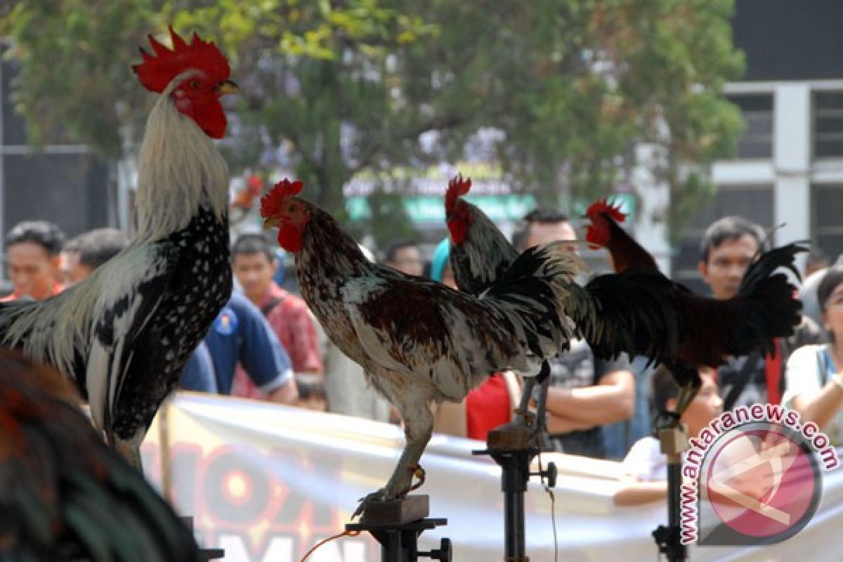 "Ayam ketawa" beroleh sertifikasi