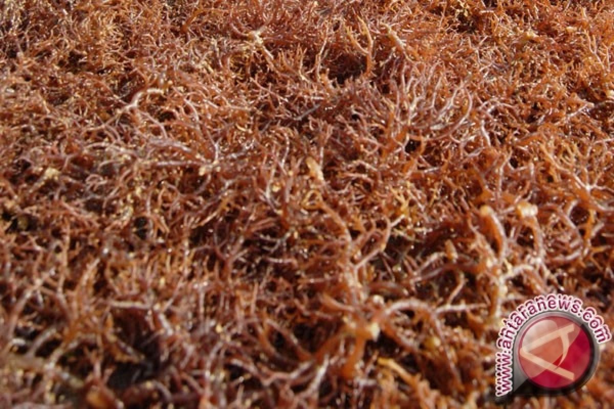 Budidaya Rumput Laut Rusak Akibat Bom Ikan