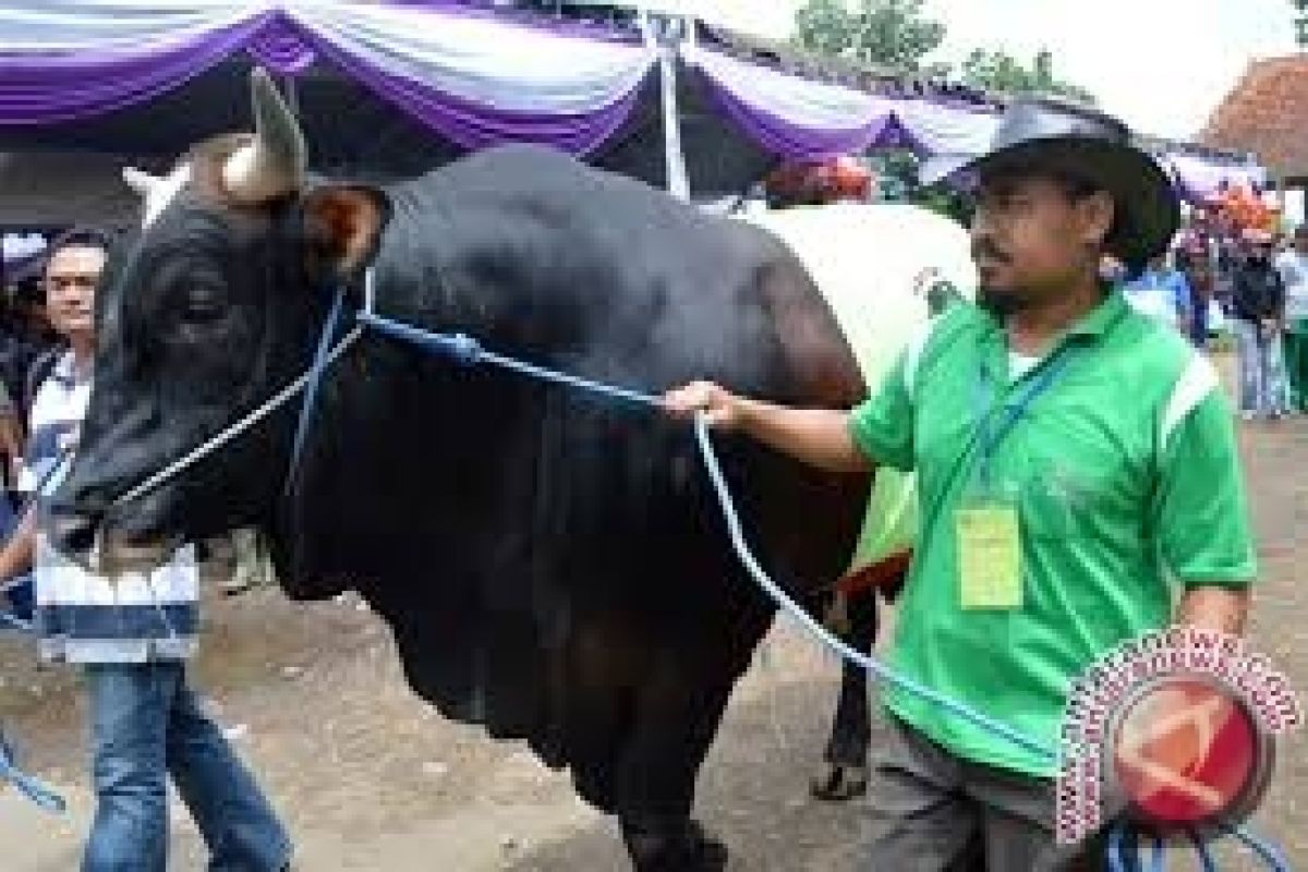 Pemkot Palu Gelar Kontes Hewan Ternak 