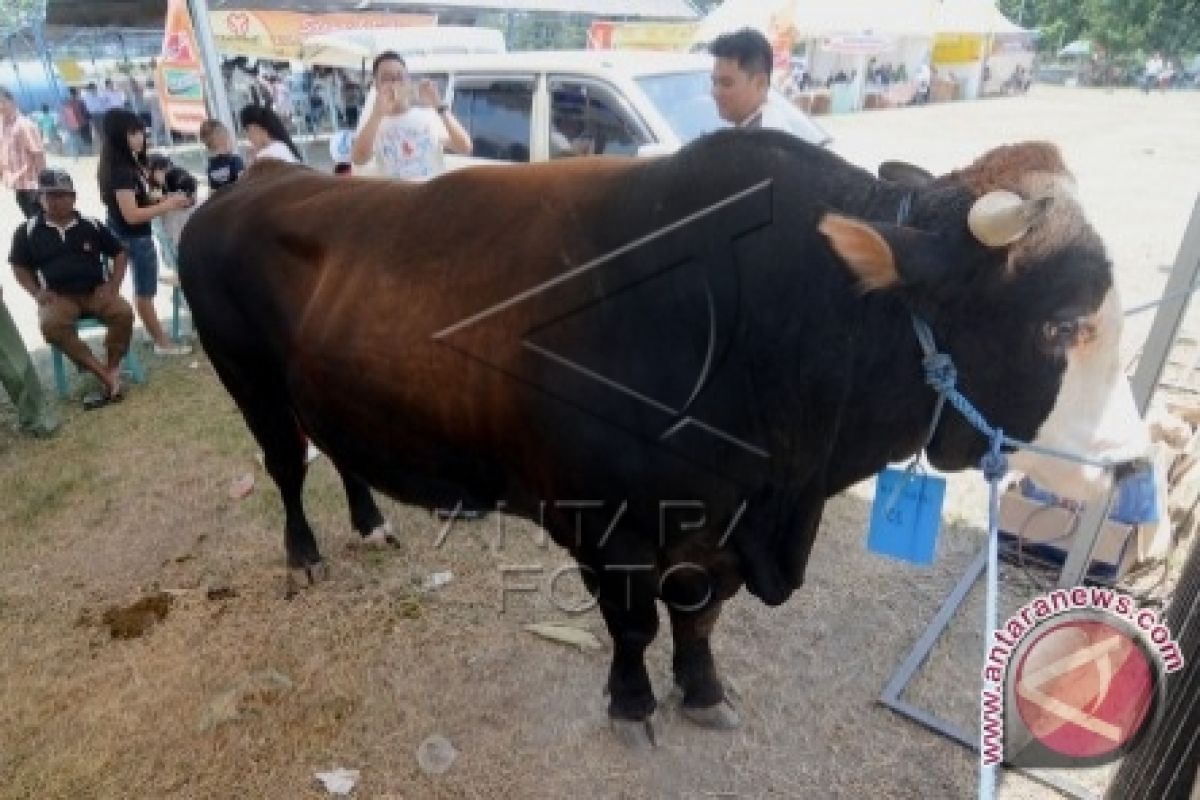 Menjamin Ketersediaan Dan Kesehatan Ternak Kurban