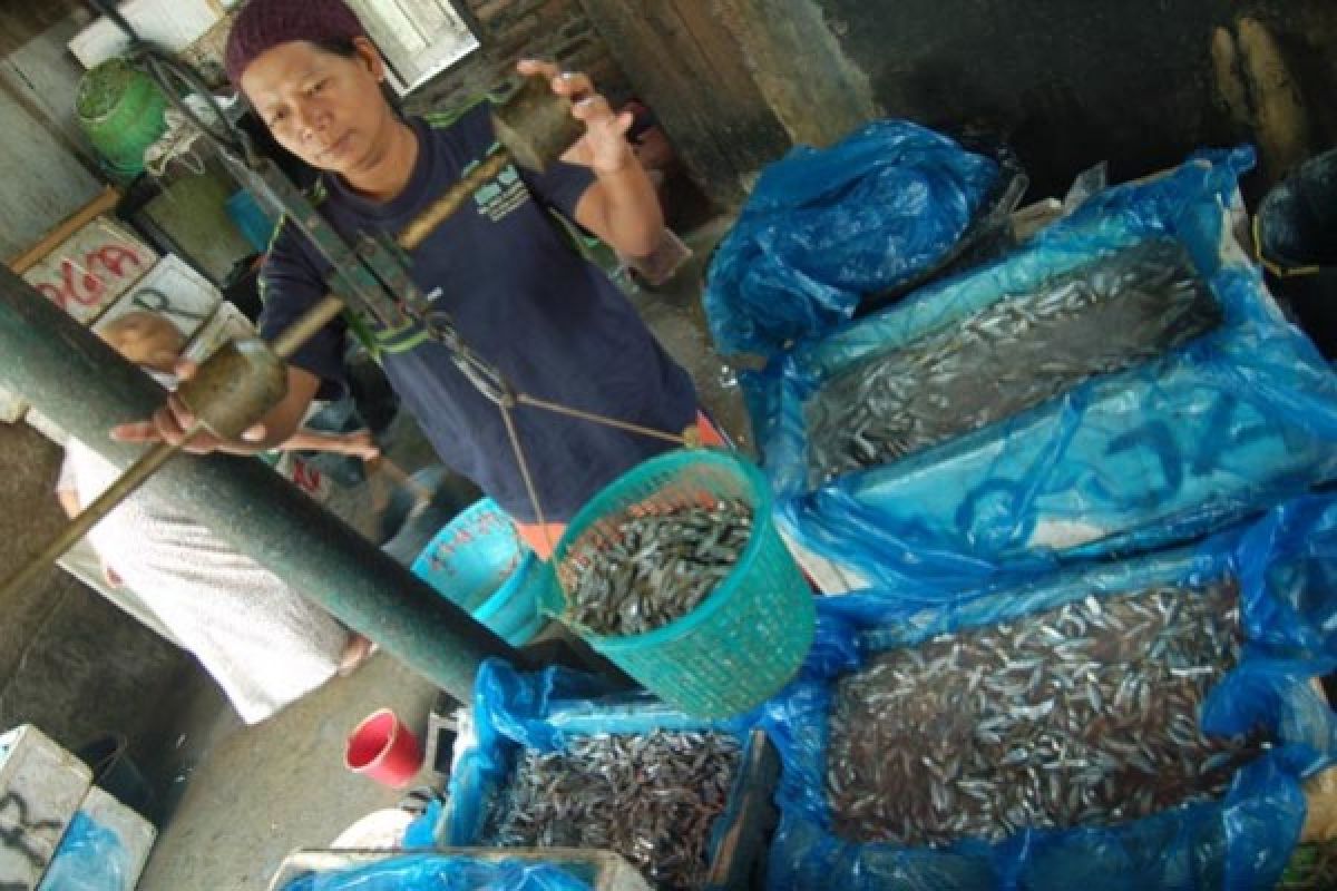 Penggunaan Jaring Ukuran Kecil Ancam Populasi Ikan Bilih Danau Singkarak