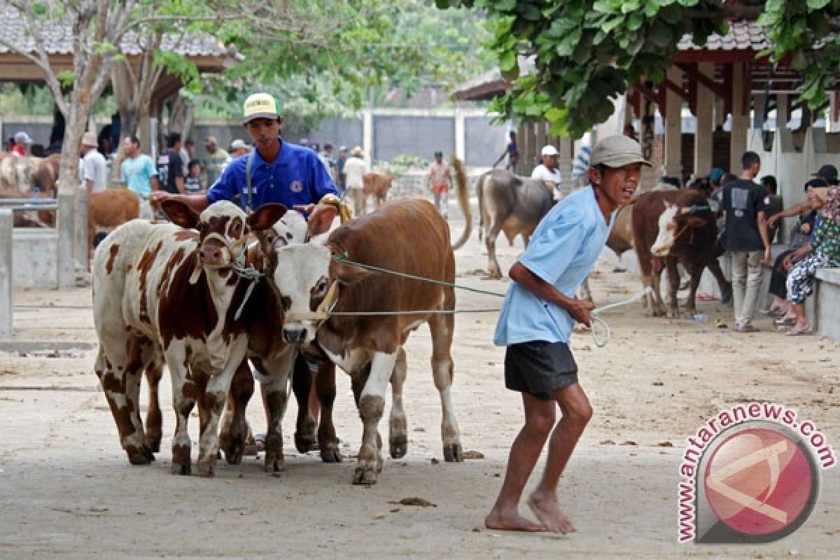 Jelang Idul Adha, harga jual sapi naik