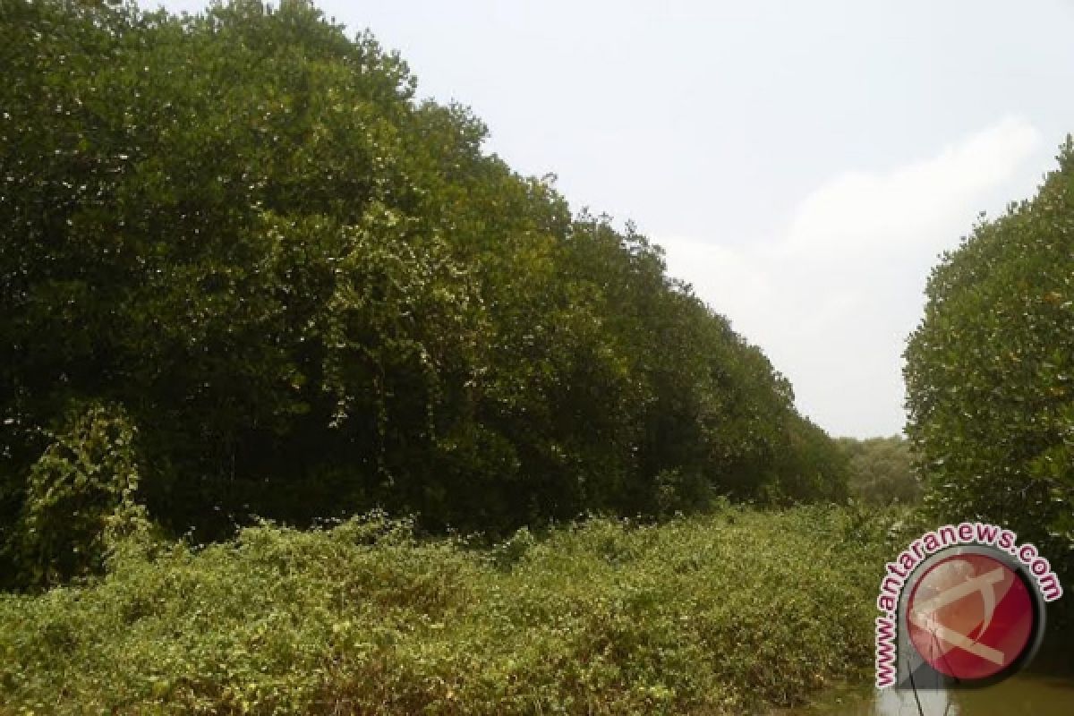 Warga Muara Gading Gigih Pelihara Mangrove