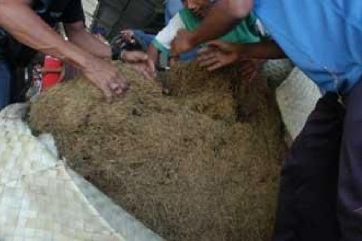 Harga Tembakau Rajangan Temanggung Melejit