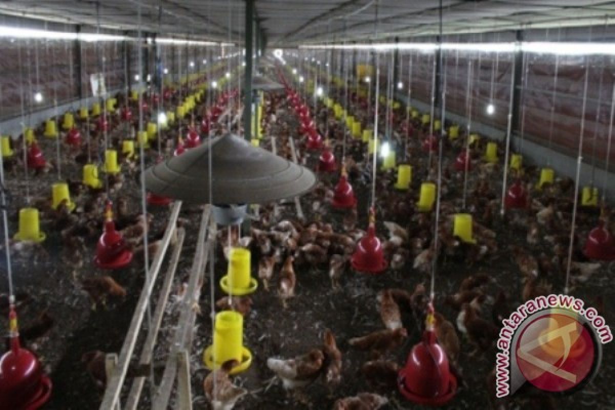 Jayapura segera miliki tiga perusahaan pengelolaan ayam