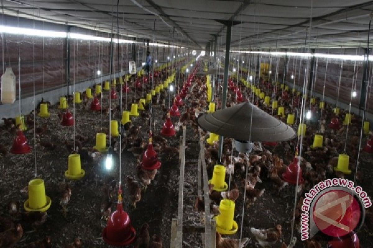 Wali Kota minta PT Harvest Pulus Papua pekerjakan warga lokal