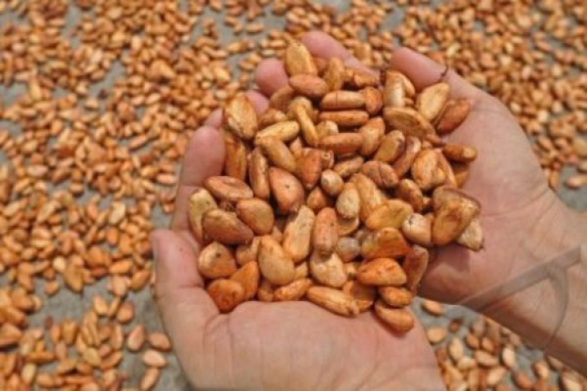 Harga Kakao Di Kendari Naik Rp2.500/kg