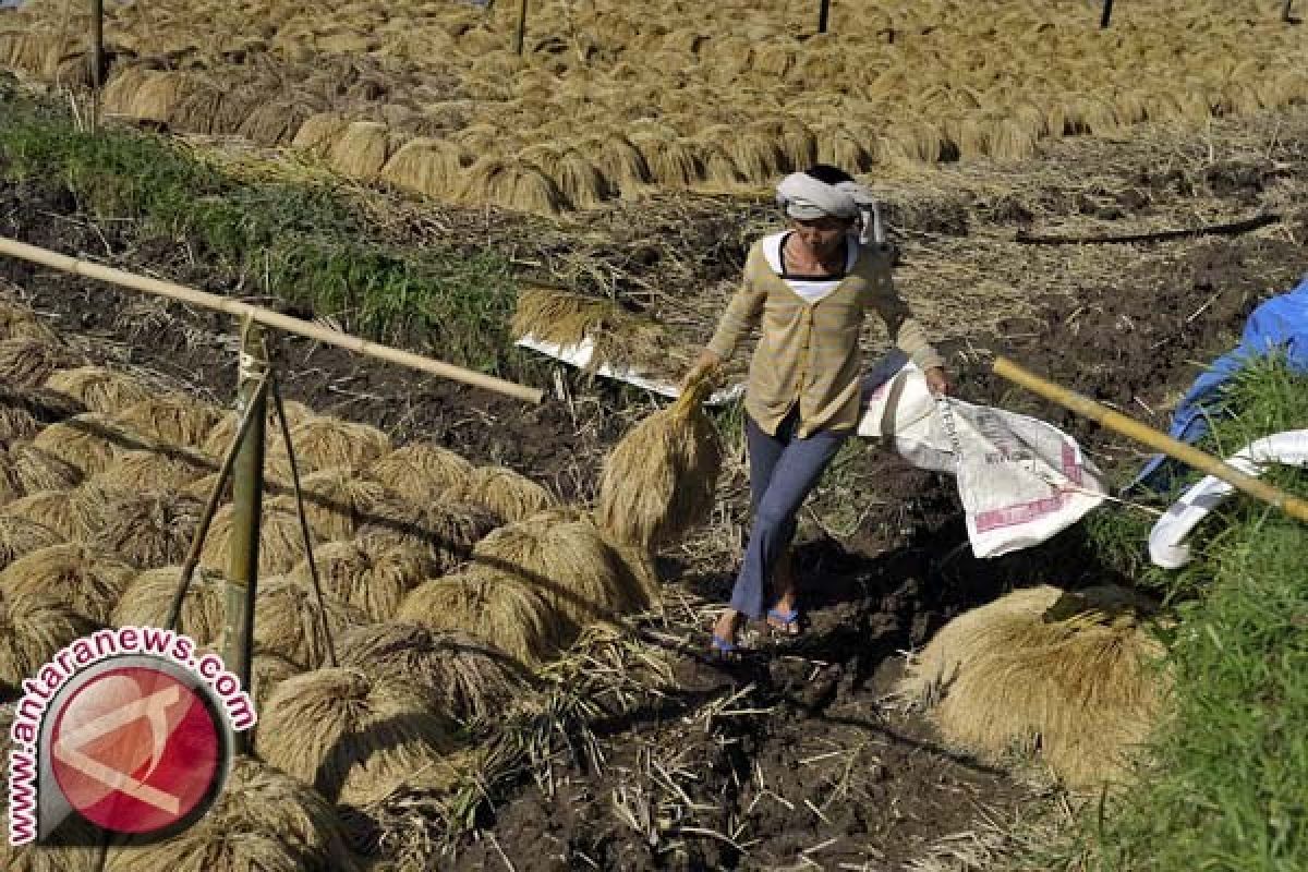 Petani Bali Kreatif Olah Hasil Panen