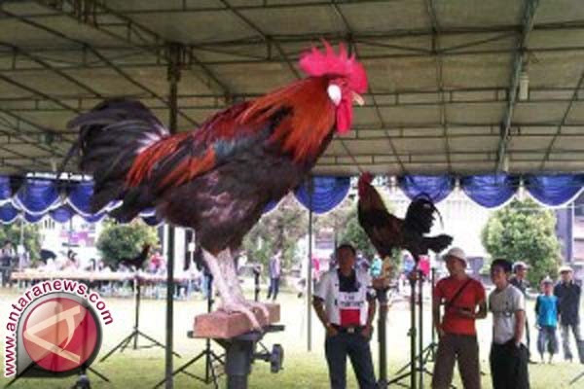 Mahasiswa IPB Gagas Kontes Ayam Ketawa Nasional