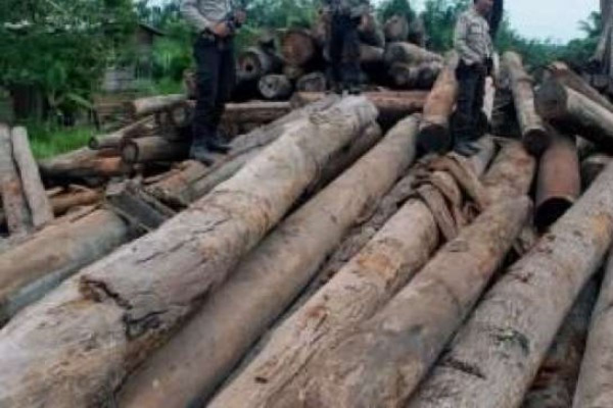 Polda Buru Pembalak Liar Rusak Hutan Dumai