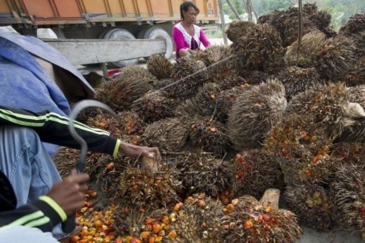 Dishutbun Banten Kembangkan Perkebunan Kelapa Sawit