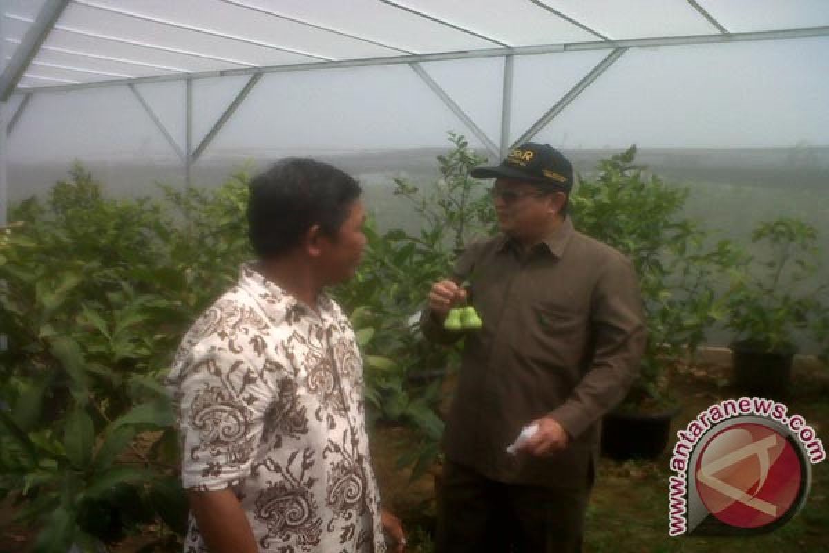 Dirjen Hortikultura tinjau kebun jambu Deli Hijau