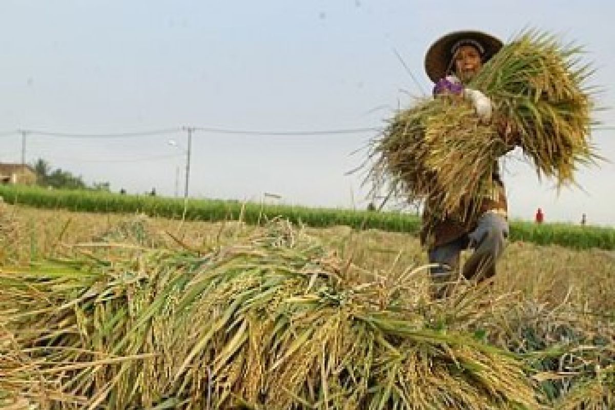 Banten Optimalkan Produksi Padi Melalui Percepatan Tanam