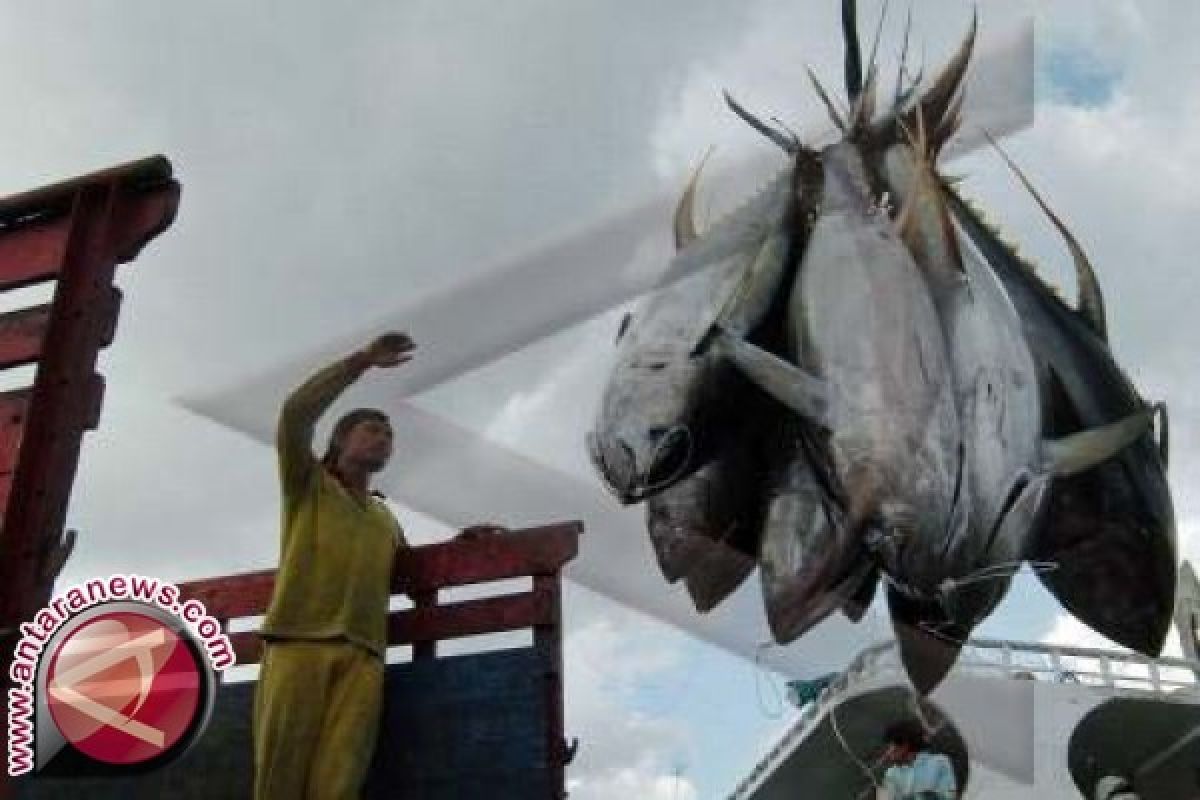 Ekspor Ikan Tuna Bali Turun
