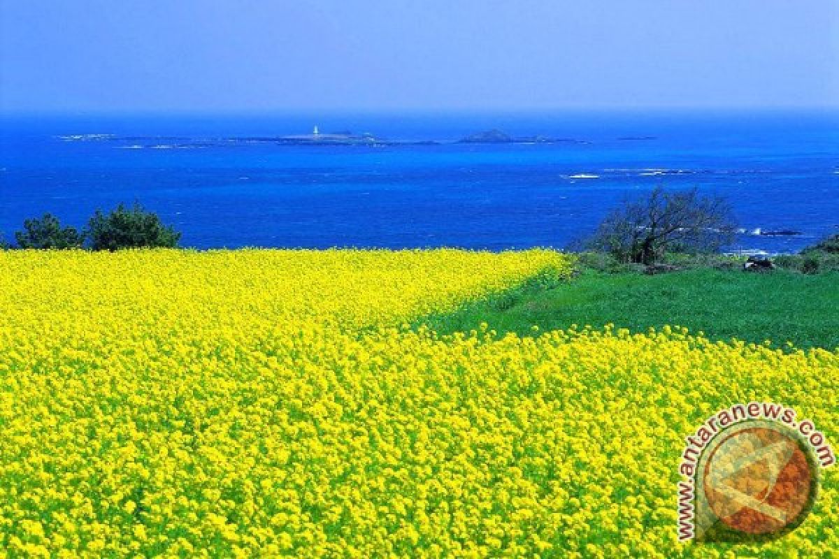 NTB "Berguru" Pariwisata Hijau di Jeju Korsel