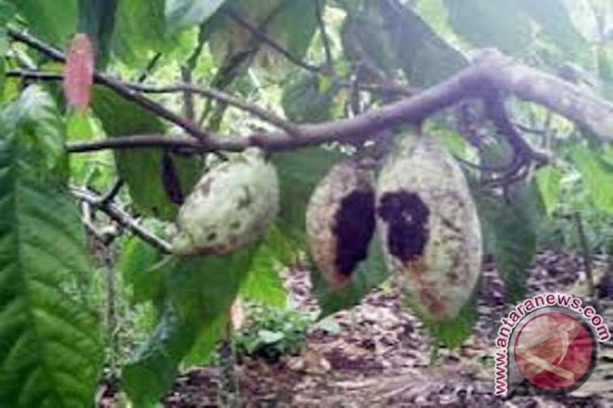 Pemprov Papua minta kabupaten/kota anggarkan pemberantasan hama kakao 