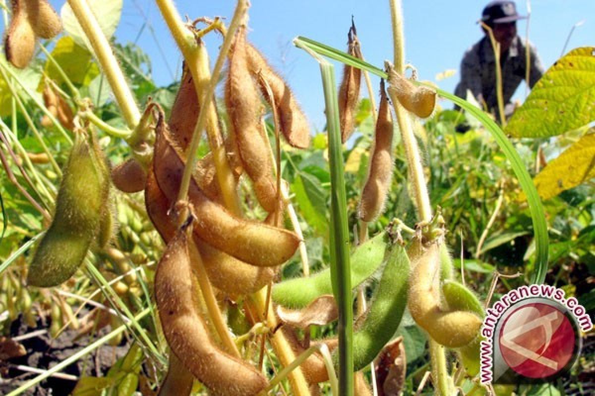 Distanak Banten Berupaya Tingkatkan Produksi Kedelai