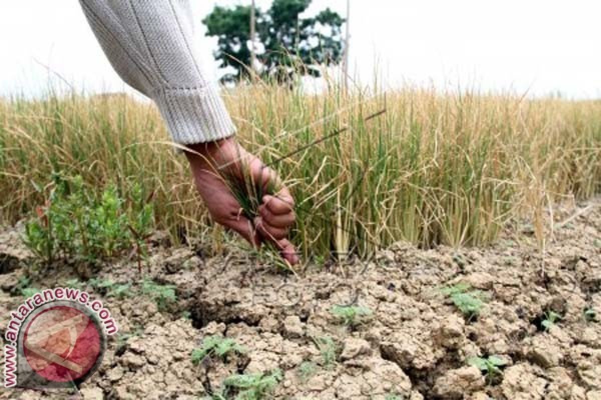 Petani Majene Gagal Tanam Padi Karena Kekeringan 