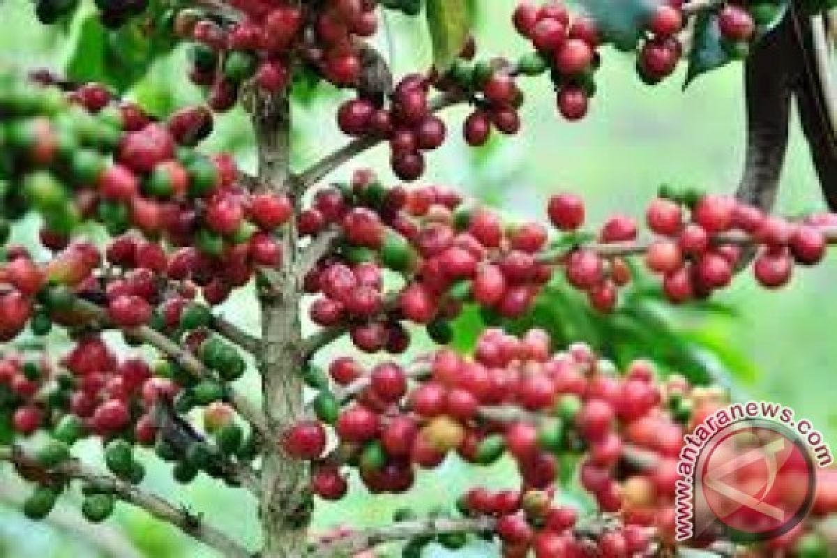 Berkas korupsi kebun kopi Tambora dinyatakan lengkap