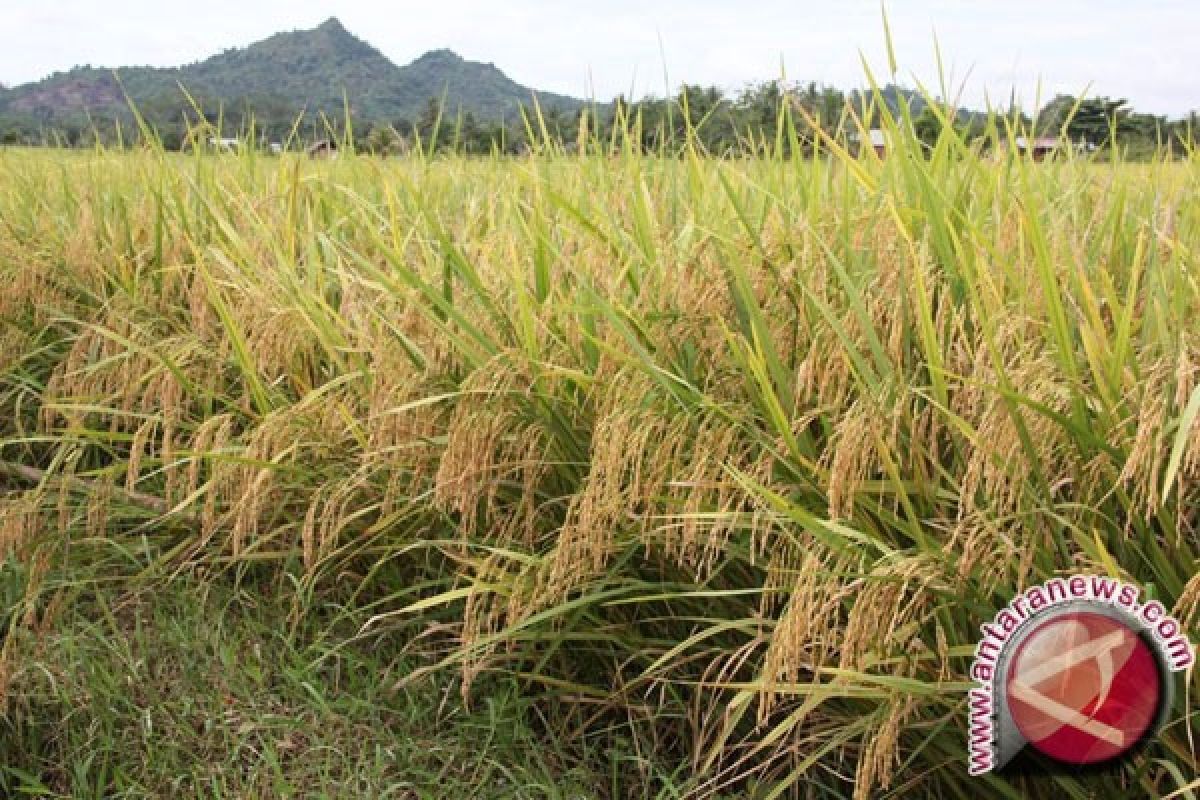   Pemkab Tingkatkan Produksi Padi Gunakan Pupuk Kompos