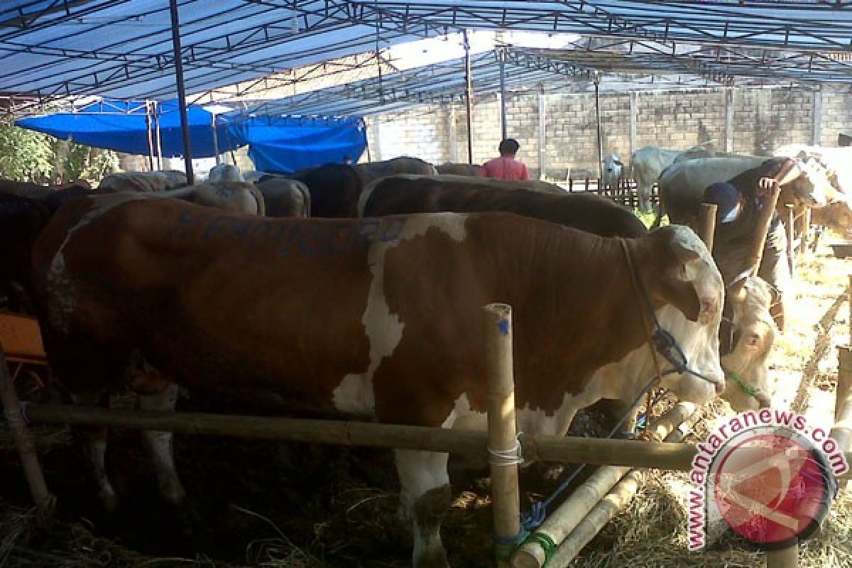 Dubes Belgia Kagum Sapi Negaranya Berkembang Di Bogor