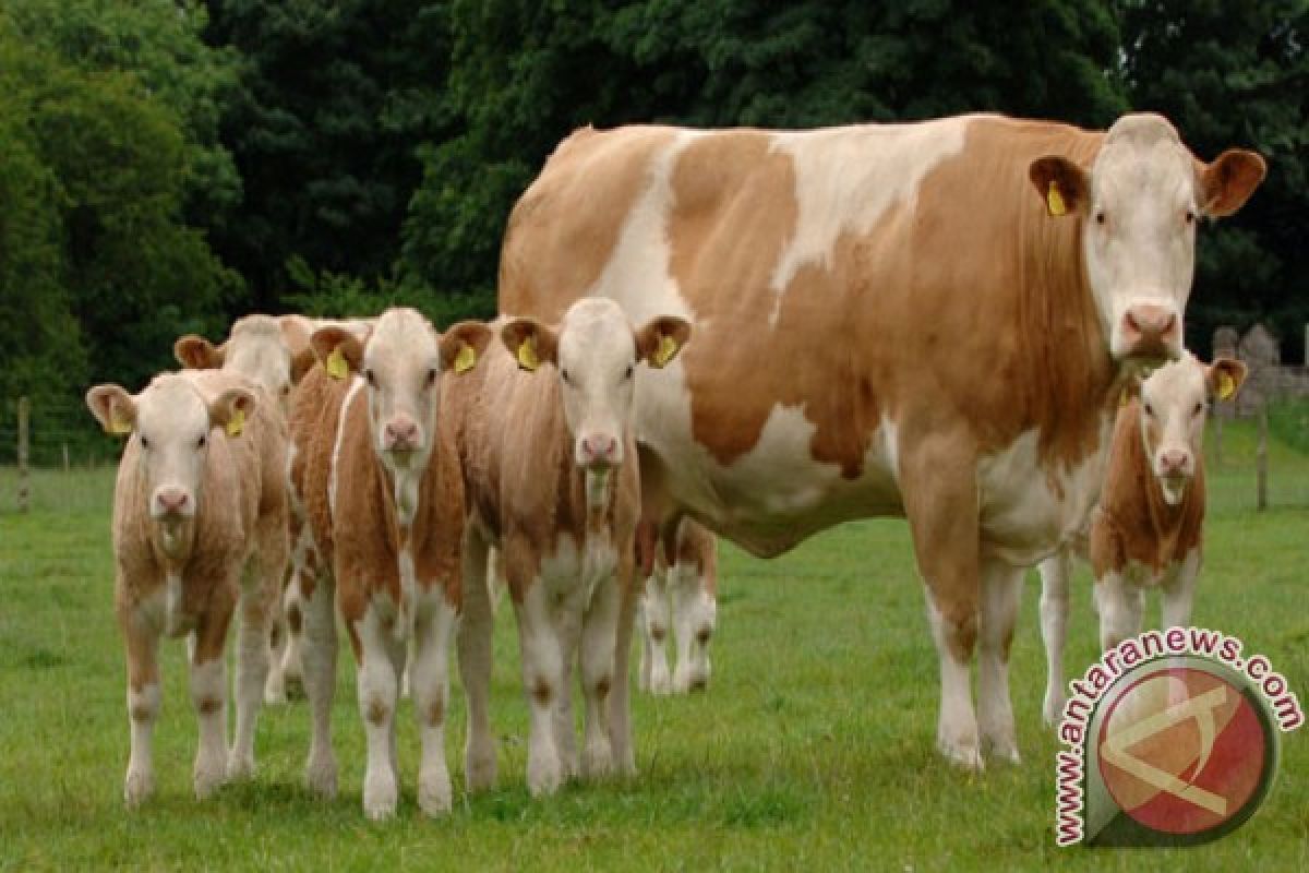 Kebutuhan Hewan Qurban Di Banten Mencukupi