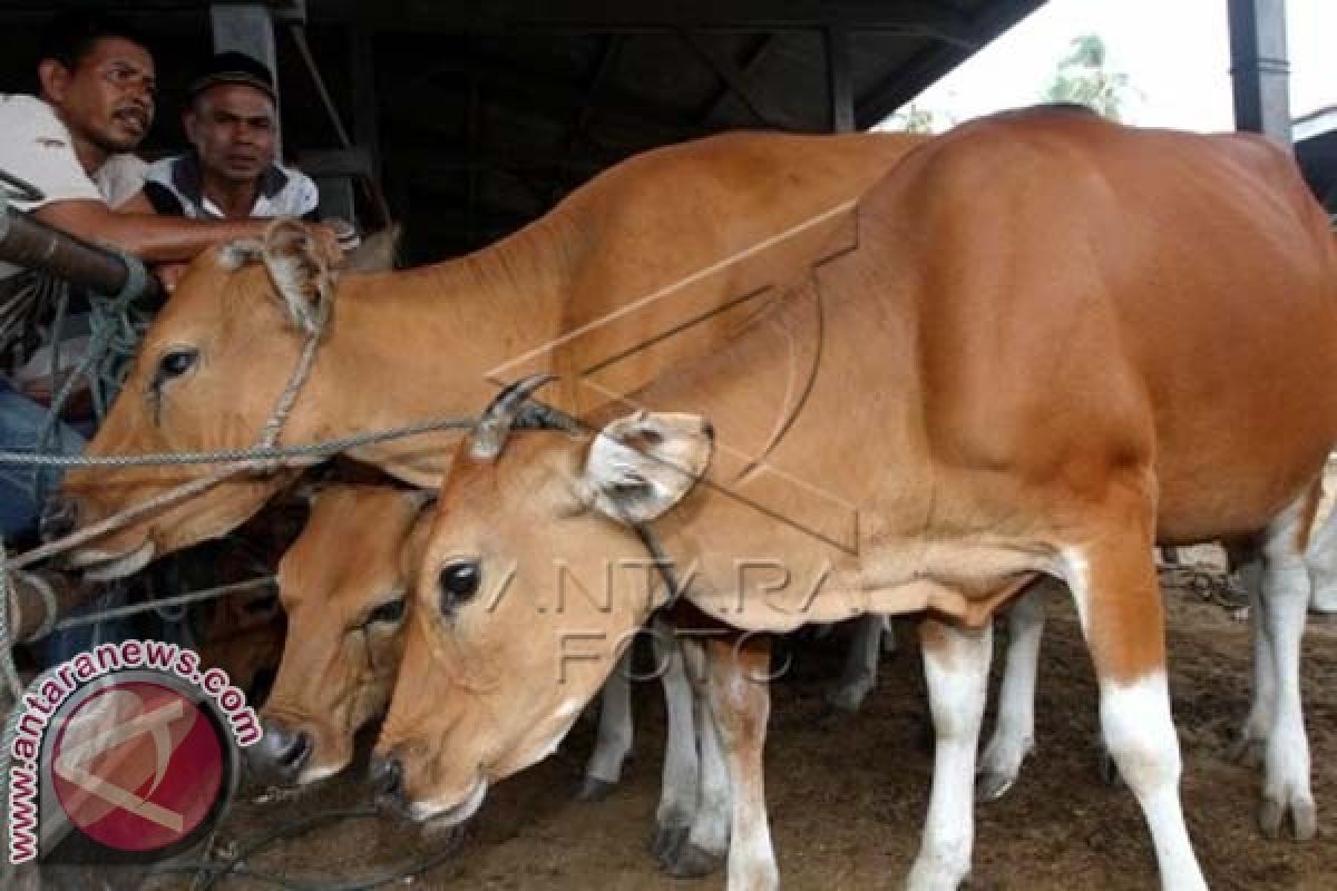 2.000 Sapi Dipasok ke Kalimantan Jelang Lebaran 