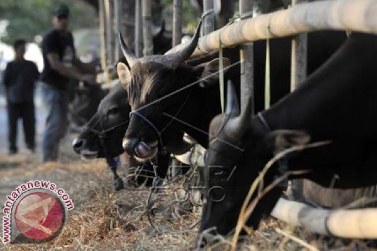 Pemkot Makassar jamin kebutuhan daging kurban 