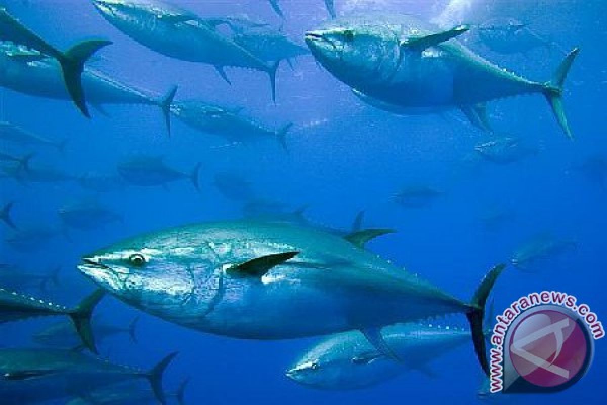 Ntb Habitat Terbaik Ikan Tuna Sirip Biru